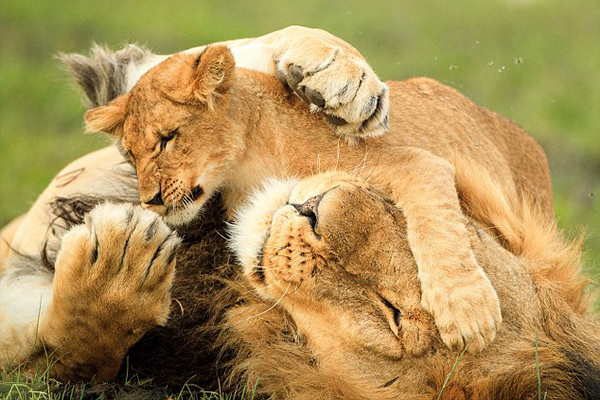 �Ϸǹ��ҹ�԰Сʨ����ľ����ս����ʨ�����֡��Ը���