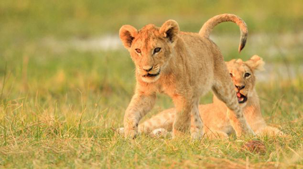 �Ϸǹ��ҹ�԰Сʨ����ľ����ս����ʨ�����֡��Ը���