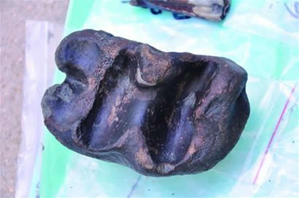 青岛大珠山旧石器遗址野外发掘工作结束