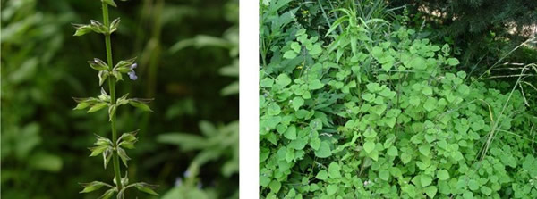 昆明发现外来入侵植物——椴叶鼠尾草