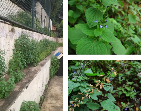 昆明发现外来入侵植物——椴叶鼠尾草