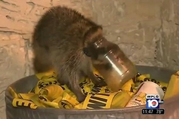 ����һֻ̰������Դ���������ƿ