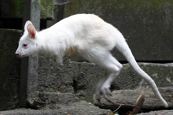 澳大利亚纳玛吉国家公园发现一只罕见的白化袋鼠