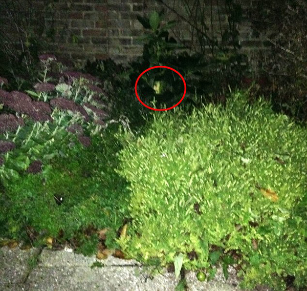 Ӣ���ϸ���԰�з��֡�Ů��������Ҷ