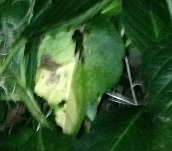 Ӣ���ϸ���԰�з��֡�Ů��������Ҷ