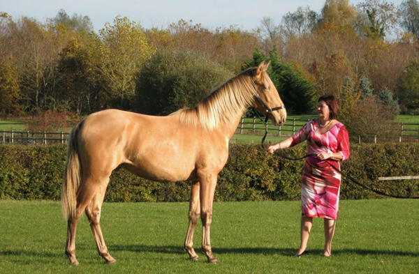 英国唯一一匹血统纯正的安达卢西亚马