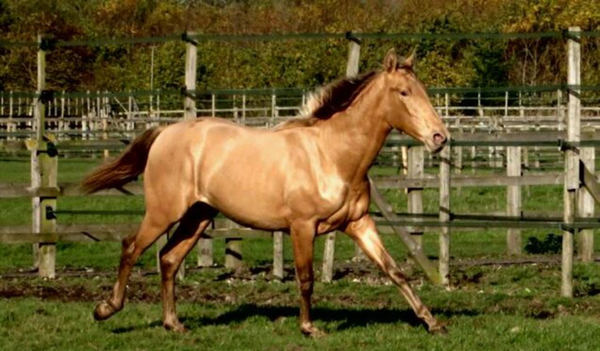 英国唯一一匹血统纯正的安达卢西亚马