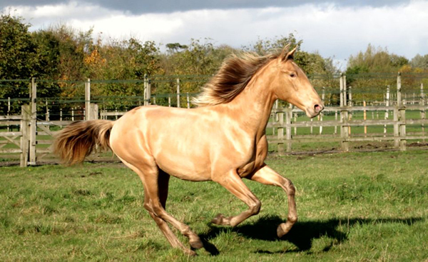 英国唯一一匹血统纯正的安达卢西亚马