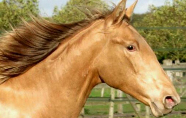 英国唯一一匹血统纯正的安达卢西亚马