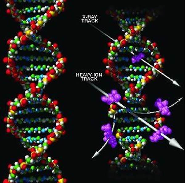 ʾ��ͼ���������߱�¶�¶�������DNA��ɵ��˺�