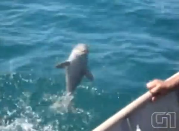 巴西南湾一只小海豚跳出水面向渔民挥鳍致谢