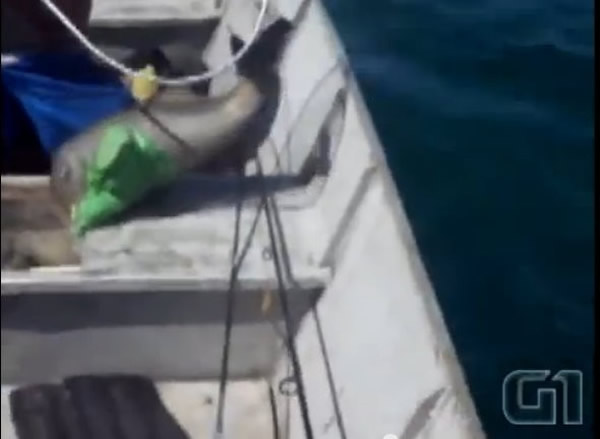 巴西南湾一只小海豚跳出水面向渔民挥鳍致谢