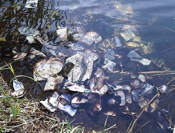 Ӣ��һ���������޹�ʱ���ִ�����Ʊɢ���ں���