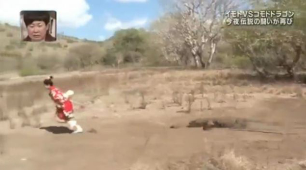 日本女子身后用绳绑肉块引巨蜥追赶