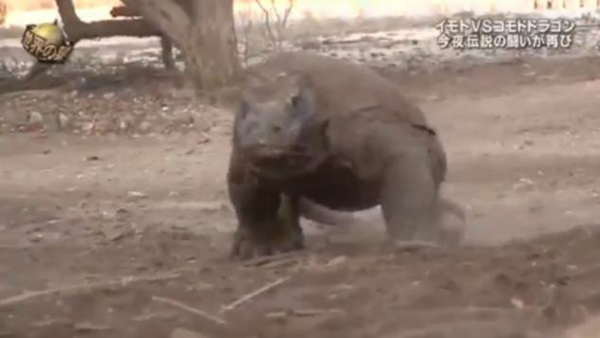 日本女子身后用绳绑肉块引巨蜥追赶