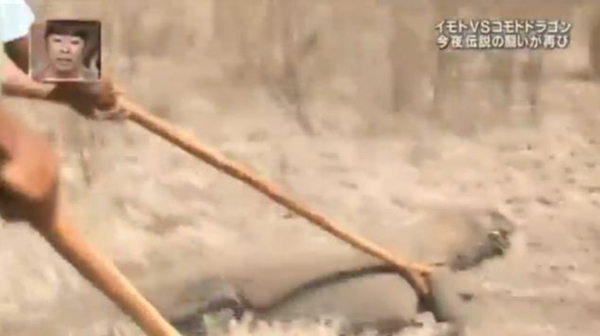 环球网综合报道】据英国《每日邮报》11月19日报道,在日本一档电视节目中,一名女子身上系着绑肉的绳子在一只比人还大的巨蜥前面狂奔。