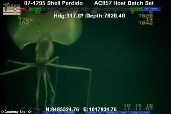 2007��11�£����ƹ�˾Զ��ˮ���豸ROV��ī�����庣��2377���̽�⵽һֻ��������