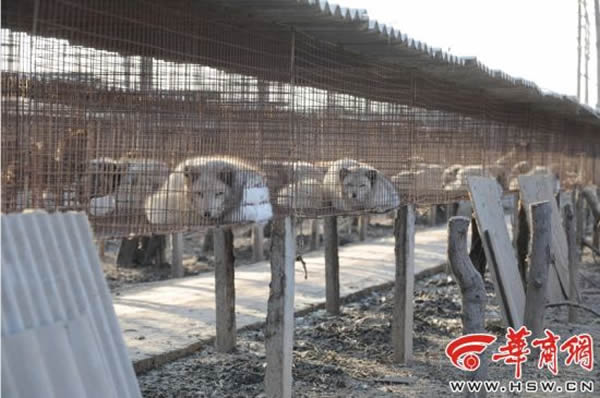 2013��11��21�գ���������������������ֳ԰����