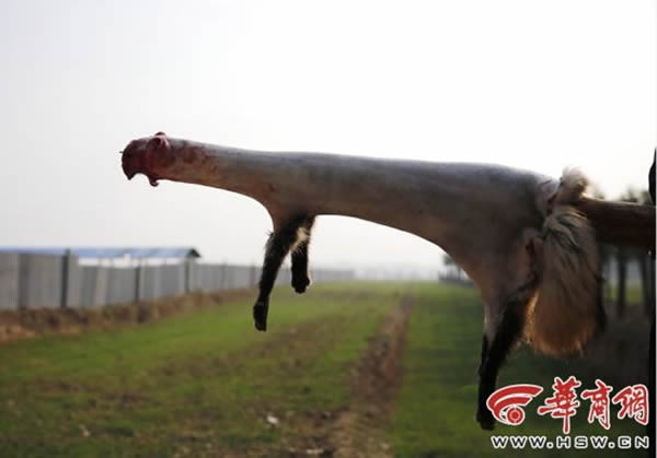 ��ֳ�������µĺ���Ƥ����ľ׮��׼�����͡�