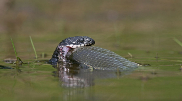 摄影师拍摄棋斑水游蛇呼吁人类停止捕杀