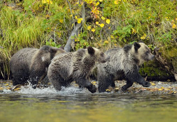 加拿大熊妈妈耐心地教授宝宝捕鱼