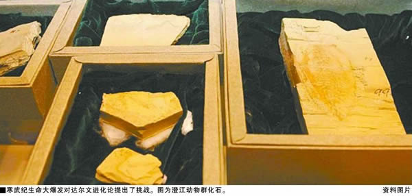 突破达尔文进化论解释困境