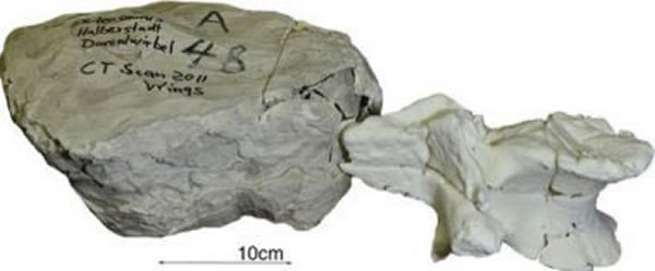 德国研究人员利用3D打印以及CT扫描技术来打印化石的复制品