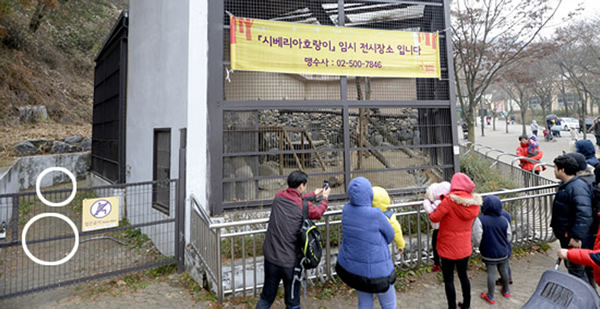 图中画圈位置为饲养员倒地位置,以及“肇事”的西伯利亚虎所停留位置,离游客十分近。