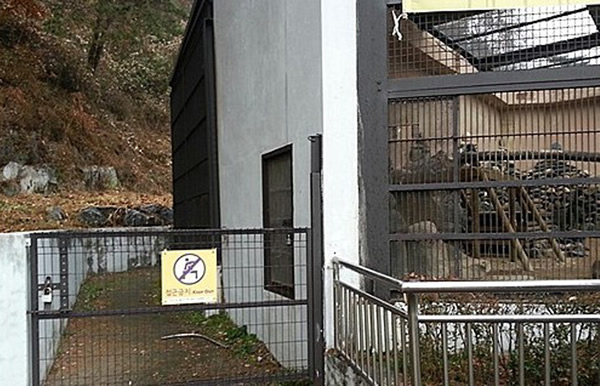 “肇事”西伯利亚虎的饲养员在图左位置倒地。