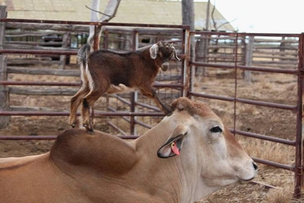 澳大利亚牧场一只小羊羔从出生起就一直霸占着一只公牛