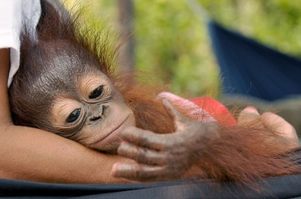 ӡ���������ȴ�����һֻ�ĸ��´�ĺ�ë���ɱ��˿�����ֻ��ָ