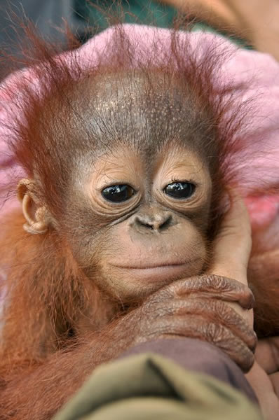 ӡ���������ȴ�����һֻ�ĸ��´�ĺ�ë���ɱ��˿�����ֻ��ָ