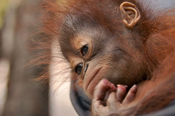 ӡ���������ȴ�����һֻ�ĸ��´�ĺ�ë���ɱ��˿�����ֻ��ָ