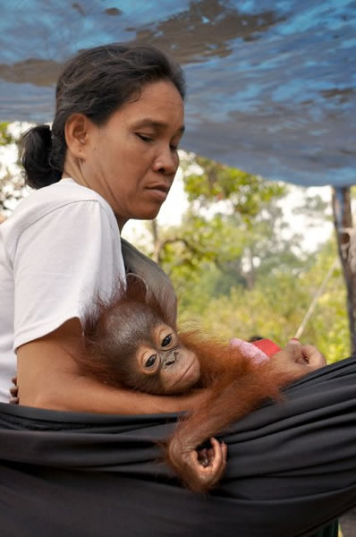 ӡ���������ȴ�����һֻ�ĸ��´�ĺ�ë���ɱ��˿�����ֻ��ָ