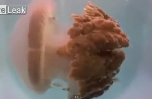 一种被认为已经灭绝的致命水母在澳洲昆士兰海域重新出现