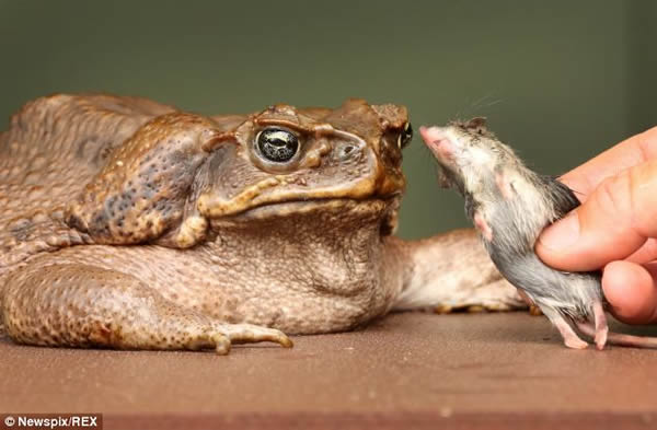 甘蔗蟾蜍Fifi吞了一只老鼠