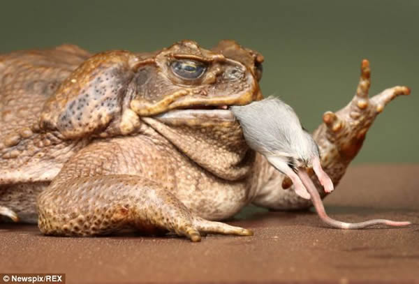 甘蔗蟾蜍Fifi吞了一只老鼠