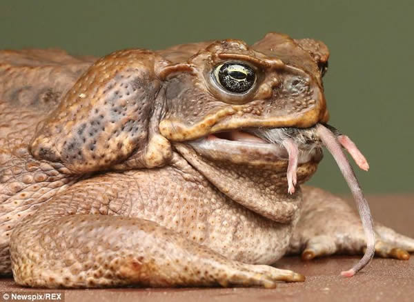 甘蔗蟾蜍Fifi吞了一只老鼠