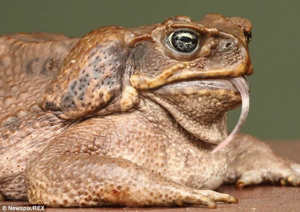 甘蔗蟾蜍Fifi吞了一只老鼠