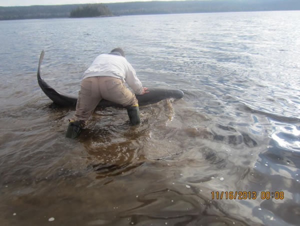 ���ô�Ŧ��������������һֻ�����������¹