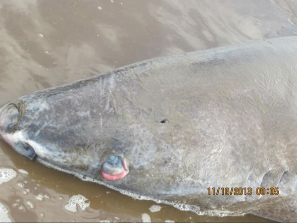 ���ô�Ŧ��������������һֻ�����������¹