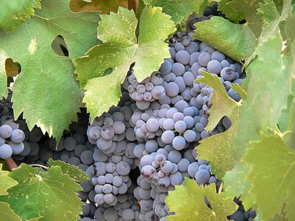 �������������Ԥ��΢��������������еĴ���