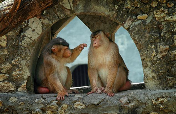 印度尼西亚苏腊巴亚动物园日本猕猴捏住伴侣的鼻子