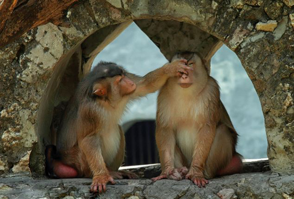 印度尼西亚苏腊巴亚动物园日本猕猴捏住伴侣的鼻子