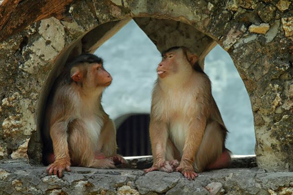 印度尼西亚苏腊巴亚动物园日本猕猴捏住伴侣的鼻子