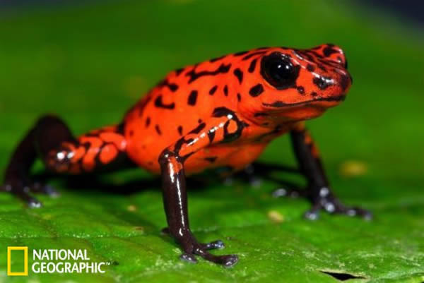 ��˹����ӵĲ�ݮ�����ܽ���ѧ���������������