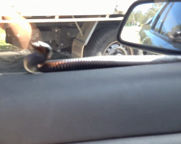 澳大利亚司机开雨刷“刮”出2米大蛇