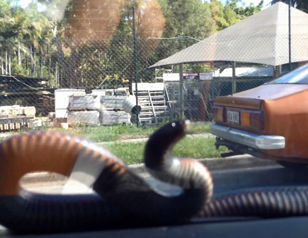 澳大利亚司机开雨刷“刮”出2米大蛇