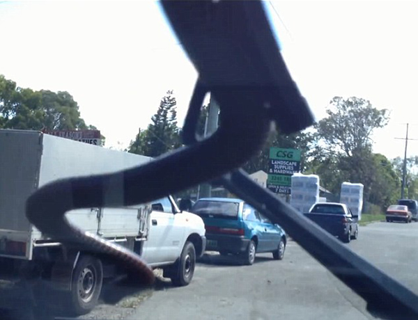 澳大利亚司机开雨刷“刮”出2米大蛇