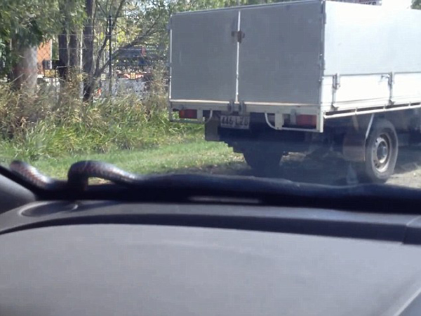 澳大利亚司机开雨刷“刮”出2米大蛇